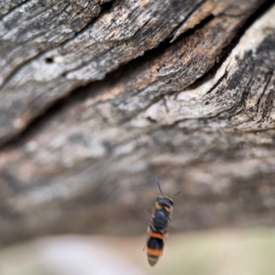 Williamsita sp. (genus) at Mount Ainslie - 7 Dec 2023 by Hejor1