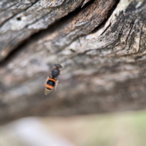 Williamsita sp. (genus) at Mount Ainslie - 7 Dec 2023