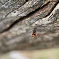 Williamsita sp. (genus) at Mount Ainslie - 7 Dec 2023