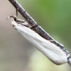 Philobota productella (Pasture Tunnel Moth) at Mount Ainslie - 7 Dec 2023 by Hejor1
