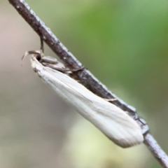 Philobota productella at Mount Ainslie - 7 Dec 2023 04:57 PM