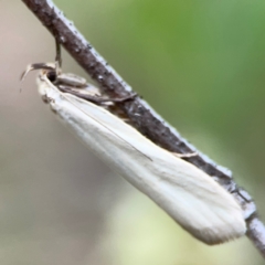 Philobota productella at Mount Ainslie - 7 Dec 2023 04:57 PM