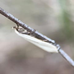 Philobota productella at Mount Ainslie - 7 Dec 2023