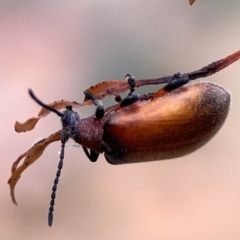 Ecnolagria grandis (Honeybrown beetle) at Mount Ainslie - 7 Dec 2023 by Hejor1