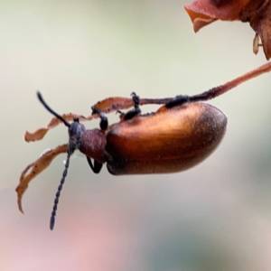 Ecnolagria grandis at Mount Ainslie - 7 Dec 2023