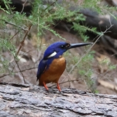 Ceyx azureus (Azure Kingfisher) at Moruya, NSW - 7 Dec 2023 by LisaH