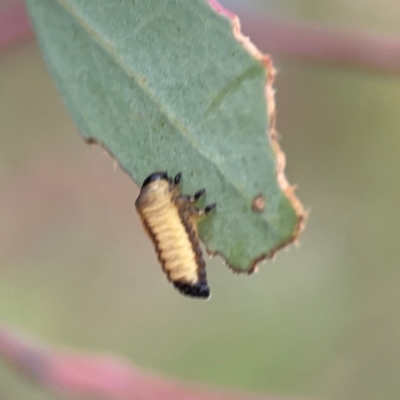Paropsini sp. (tribe) (Unidentified paropsine leaf beetle) at Mount Ainslie - 7 Dec 2023 by Hejor1