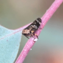 Eurypella tasmaniensis (Eurypella tasmaniensis) at Mount Ainslie - 7 Dec 2023 by Hejor1