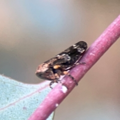 Eurypella tasmaniensis at Mount Ainslie - 7 Dec 2023 04:56 PM