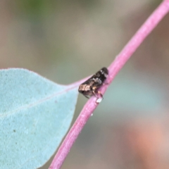 Eurypella tasmaniensis at Mount Ainslie - 7 Dec 2023