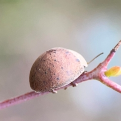 Trachymela sp. (genus) (Brown button beetle) at Mount Ainslie - 7 Dec 2023 by Hejor1