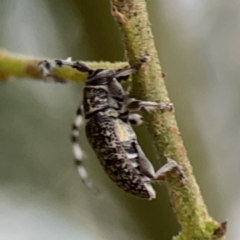 Ancita sp. (genus) (Longicorn or longhorn beetle) at Mount Ainslie - 7 Dec 2023 by Hejor1