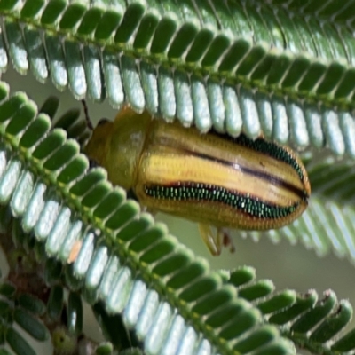 Calomela juncta (Leaf beetle) at Mount Ainslie - 7 Dec 2023 by Hejor1