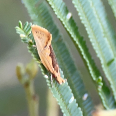 Thema brevivitella (A Concealer moth (Chezala Group)) at Mount Ainslie - 7 Dec 2023 by Hejor1
