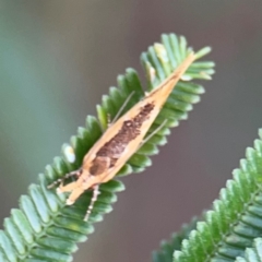 Thema brevivitella at Mount Ainslie - 7 Dec 2023