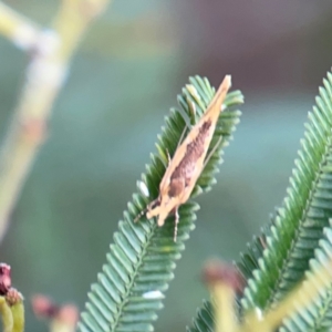 Thema brevivitella at Mount Ainslie - 7 Dec 2023