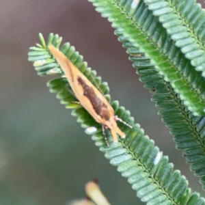 Thema brevivitella at Mount Ainslie - 7 Dec 2023