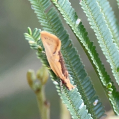 Thema brevivitella at Mount Ainslie - 7 Dec 2023