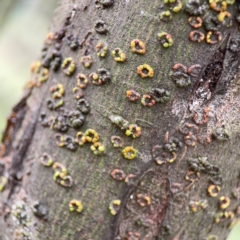 Unidentified Acacia Gall at Mount Ainslie - 7 Dec 2023 by Hejor1