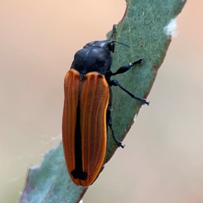 Castiarina erythroptera (Lycid Mimic Jewel Beetle) at Mount Ainslie - 7 Dec 2023 by Hejor1