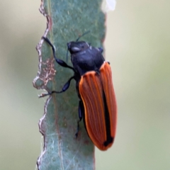 Castiarina erythroptera at Mount Ainslie - 7 Dec 2023 04:45 PM