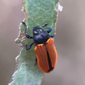 Castiarina erythroptera at Mount Ainslie - 7 Dec 2023 04:45 PM