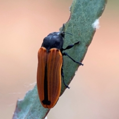 Castiarina erythroptera at Mount Ainslie - 7 Dec 2023 04:45 PM