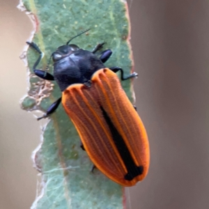 Castiarina erythroptera at Mount Ainslie - 7 Dec 2023 04:45 PM