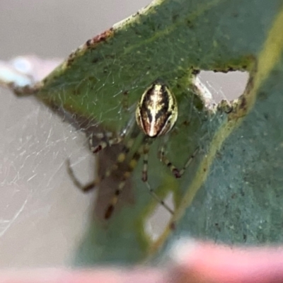 Theridion pyramidale at Ainslie, ACT - 7 Dec 2023 by Hejor1