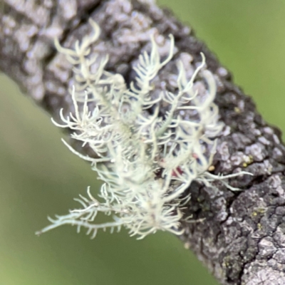 Usnea sp. (genus) (Bearded lichen) at Mount Ainslie - 7 Dec 2023 by Hejor1