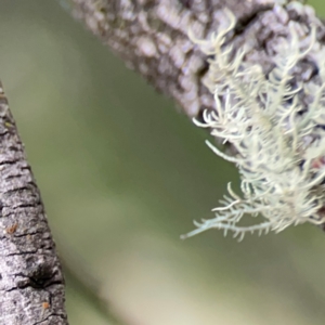 Usnea sp. (genus) at Mount Ainslie - 7 Dec 2023 04:23 PM