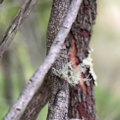 Usnea sp. (genus) at Mount Ainslie - 7 Dec 2023