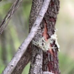 Usnea sp. (genus) at Mount Ainslie - 7 Dec 2023