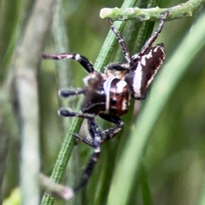 Opisthoncus nigrofemoratus (Black-thighed jumper) at Mount Ainslie - 7 Dec 2023 by Hejor1