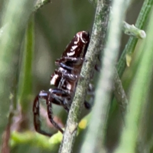 Opisthoncus nigrofemoratus at Mount Ainslie - 7 Dec 2023