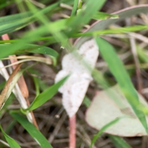 Taxeotis (genus) at Mount Ainslie - 7 Dec 2023