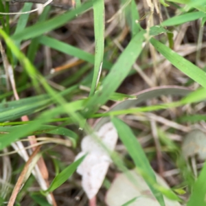 Taxeotis (genus) at Mount Ainslie - 7 Dec 2023