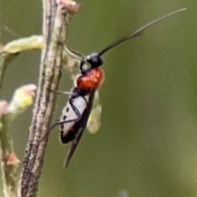 Braconidae (family) (Unidentified braconid wasp) at Mount Ainslie - 7 Dec 2023 by Hejor1