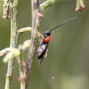 Braconidae (family) at Mount Ainslie - 7 Dec 2023 04:19 PM