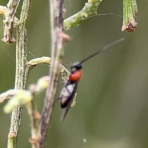 Braconidae (family) at Mount Ainslie - 7 Dec 2023 04:19 PM