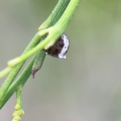 Phoroncidia sextuberculata at Mount Ainslie - 7 Dec 2023