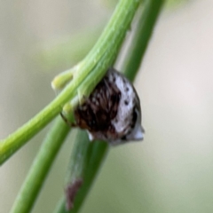 Phoroncidia sextuberculata at Mount Ainslie - 7 Dec 2023