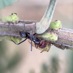 Iridomyrmex purpureus (Meat Ant) at Mount Ainslie - 7 Dec 2023 by Hejor1