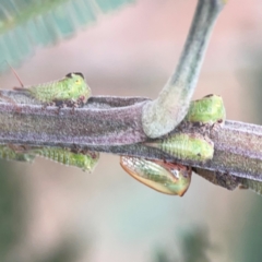 Sextius virescens (Acacia horned treehopper) at Mount Ainslie - 7 Dec 2023 by Hejor1