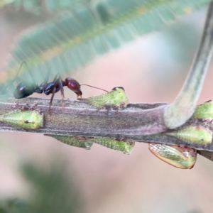 Sextius virescens at Mount Ainslie - 7 Dec 2023