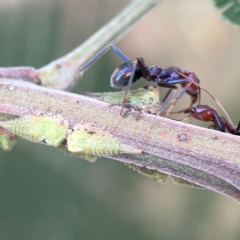 Sextius virescens at Mount Ainslie - 7 Dec 2023 04:15 PM