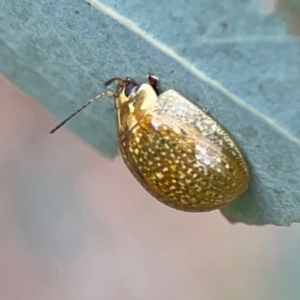 Paropsisterna cloelia at Mount Ainslie - 7 Dec 2023 04:15 PM