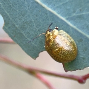 Paropsisterna cloelia at Mount Ainslie - 7 Dec 2023 04:15 PM