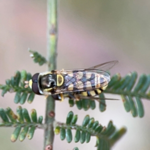 Simosyrphus grandicornis at Mount Ainslie - 7 Dec 2023 04:14 PM