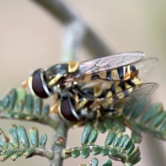 Simosyrphus grandicornis at Mount Ainslie - 7 Dec 2023 04:14 PM